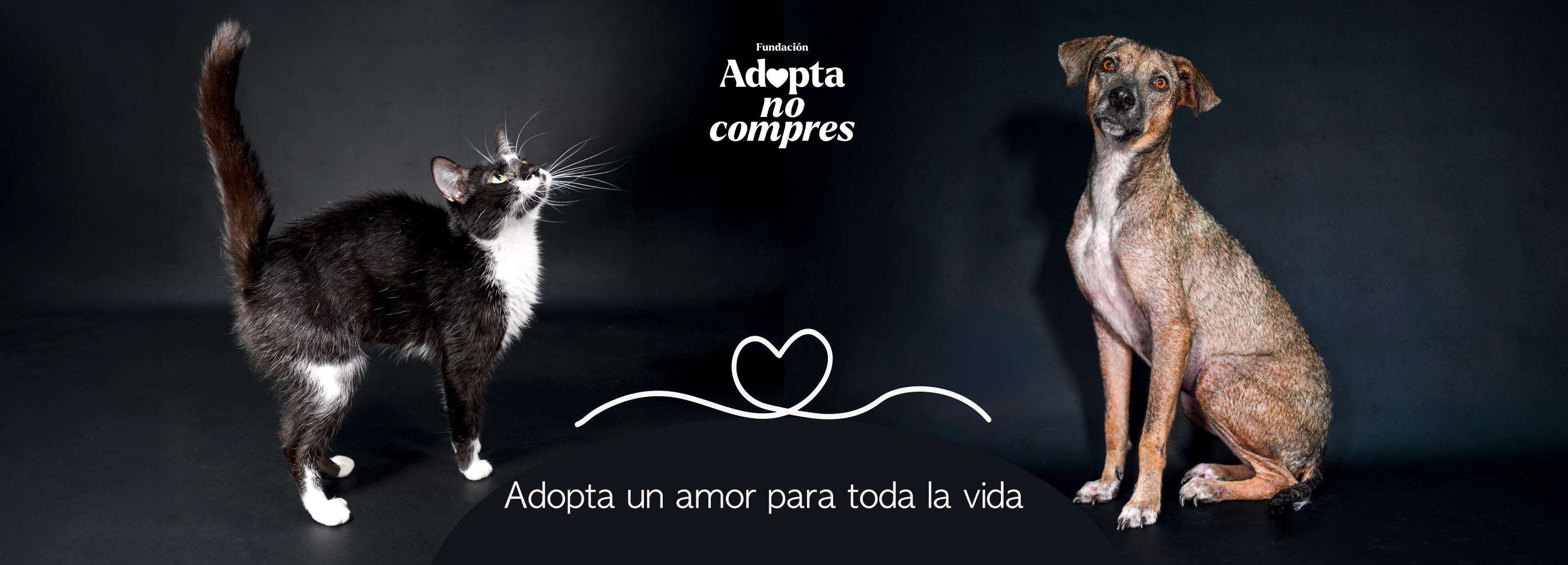 Banner adopta Fundacion Adopta No Compres perro gato adopcion