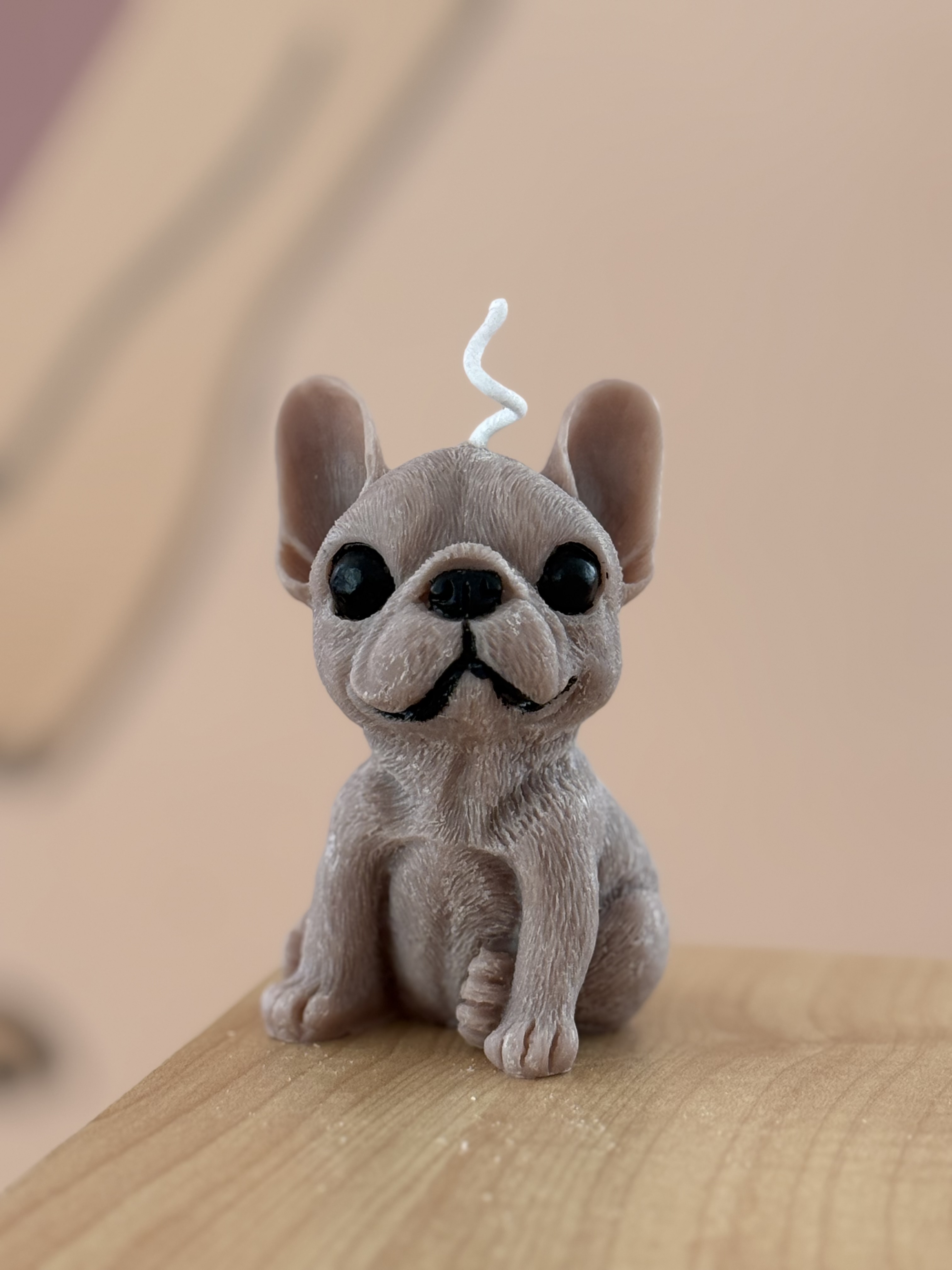 Vela bulldog frances