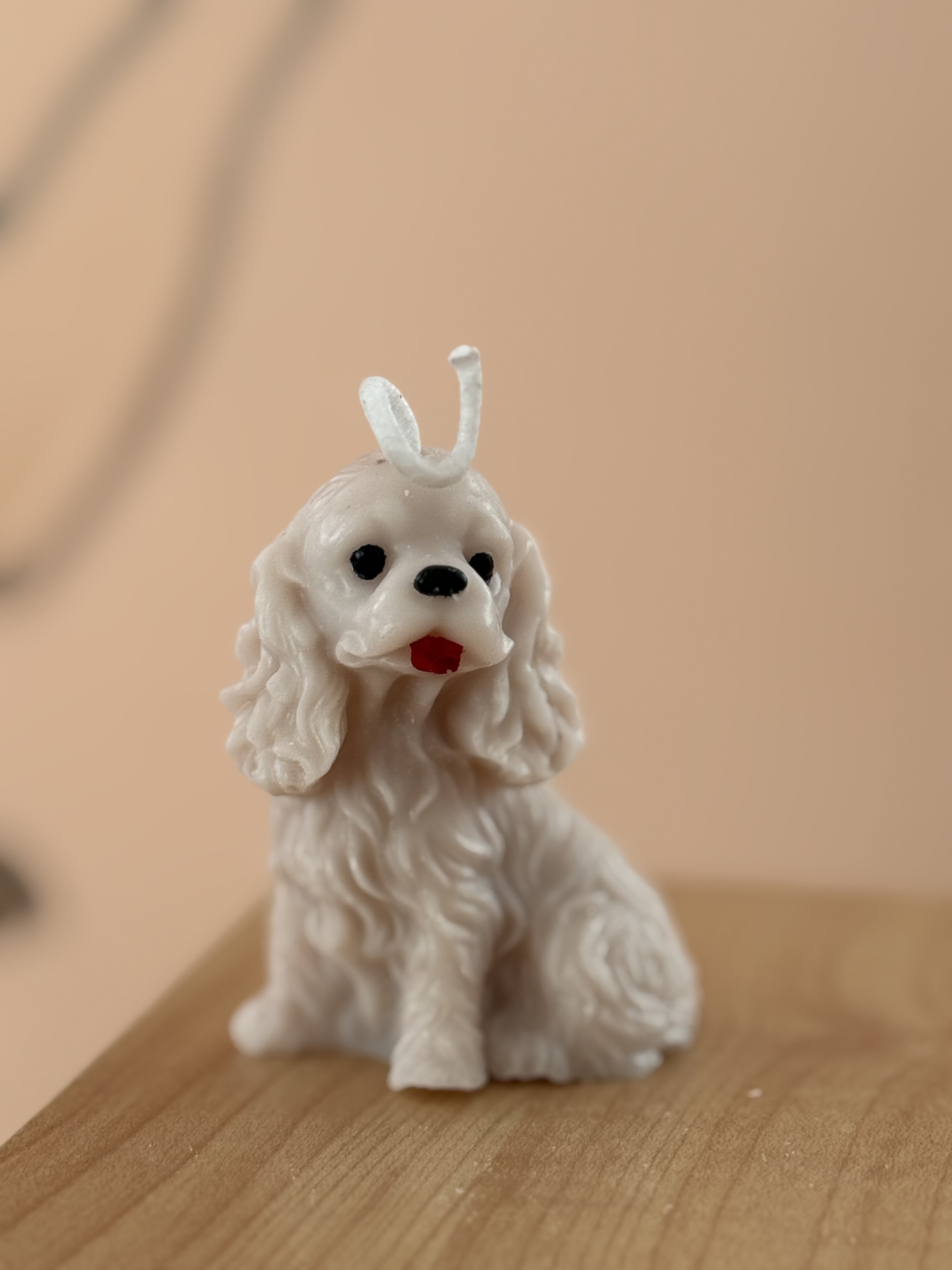 vela cocker spaniel